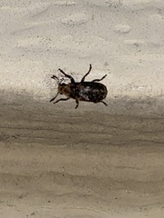 Euparius paganus