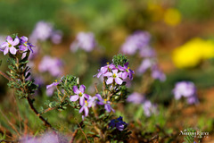 Oxalis hirta polioeides