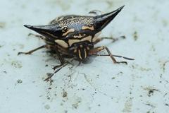 Alcimocoris coronatus