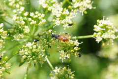 Arge melanochra