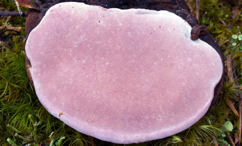 Fomitopsis rosea