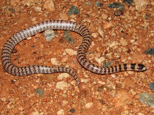 Photo of a Narrow-banded Burrowing Snake (Brachyurophis fasciolatus)
