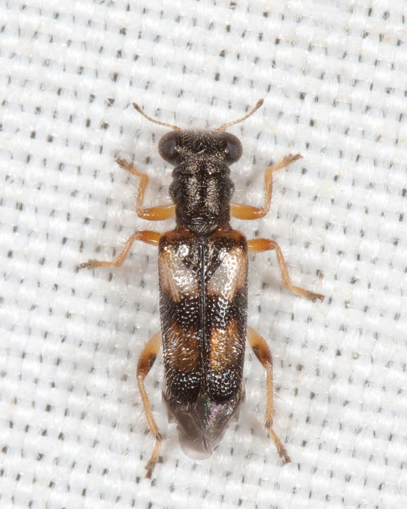 Phyllobaenus pallipennis