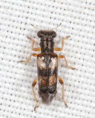 Phyllobaenus pallipennis