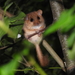 Hazel Dormouse - Photo (c) Matthieu Gauvain, some rights reserved (CC BY-NC), uploaded by Matthieu Gauvain