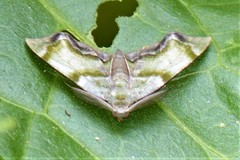 Achrosis incitata