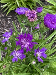 Stokesia