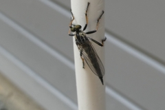 Neoitamus socius