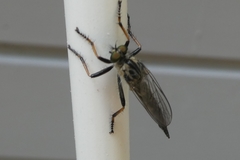 Neoitamus socius