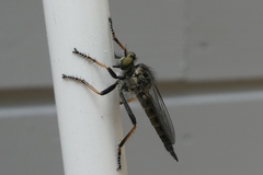 Neoitamus socius