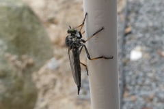Neoitamus socius
