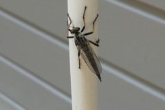 Neoitamus socius