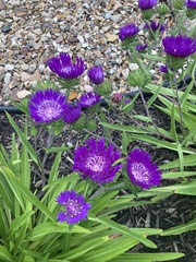 Stokesia