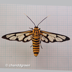 Amata grotei