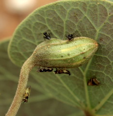 Oxyrhachis