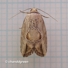 Strotihypera macroplaga