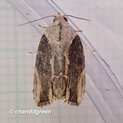 Etanna breviuscula