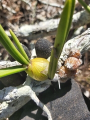 Dendrobium canaliculatum