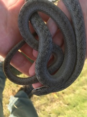 Cubophis vudii picticeps