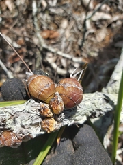 Dendrobium canaliculatum