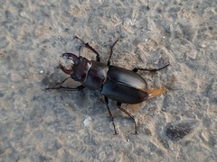 Lucanus ibericus