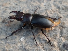 Lucanus ibericus