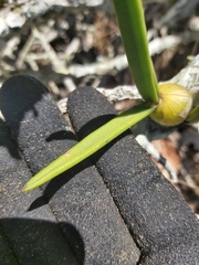 Dendrobium canaliculatum