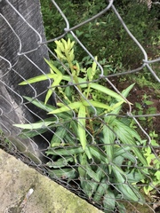 Desmodium macrostachyum