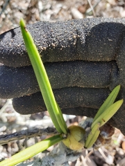 Dendrobium canaliculatum
