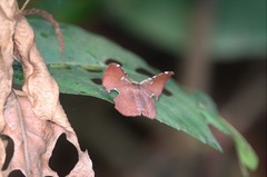 Fascellina chromataria