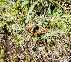 Euphydryas editha bayensis