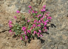 Penstemon rupicola
