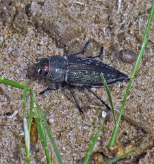 Lampetis plagiata