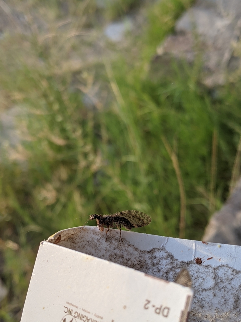 Plega dactylota