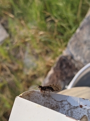 Plega dactylota