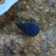Eudistoma caeruleum