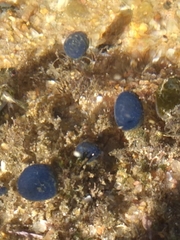 Eudistoma caeruleum
