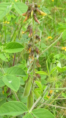 Crotalaria