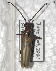 Centrodera decolorata