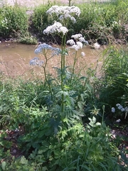 Valeriana excelsa