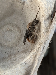 Sphaeropthalma marpesia