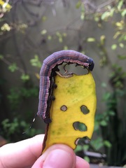 Isognathus allamandae