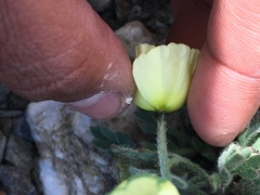 Papaver radicatum kluanense