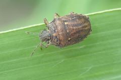 Storthecoris nigriceps