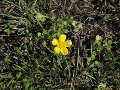 Ranunculus fascicularis