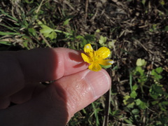 Ranunculus fascicularis
