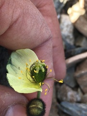 Papaver radicatum kluanense