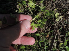 Ranunculus fascicularis