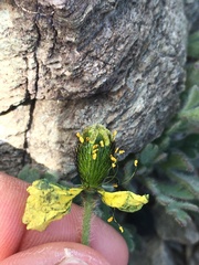 Papaver radicatum kluanense