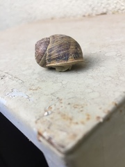 Cornu aspersum